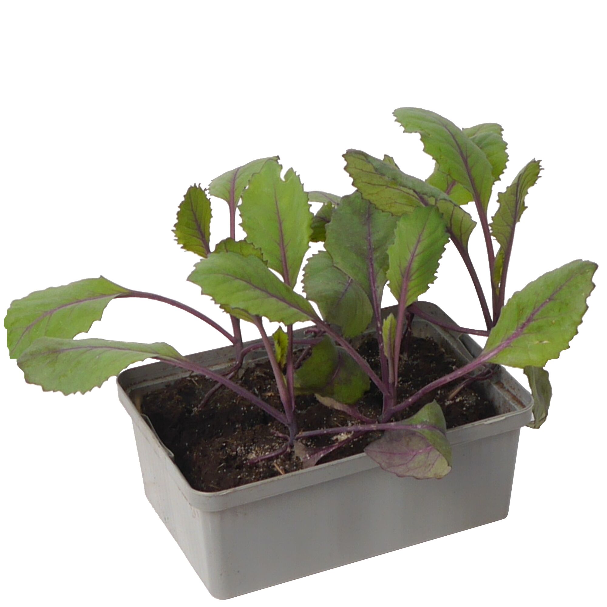 Rotkohljungpflanzen in grauem Kunststoffbehälter