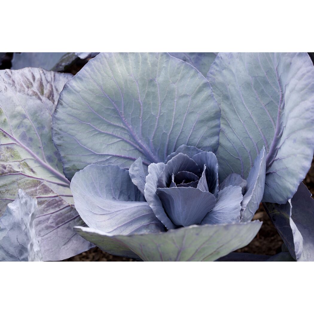 Nahaufnahme von Rotkohl