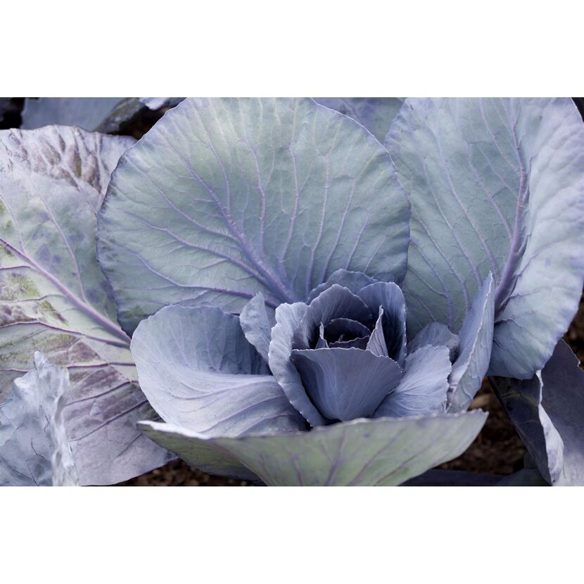 Nahaufnahme von Rotkohl