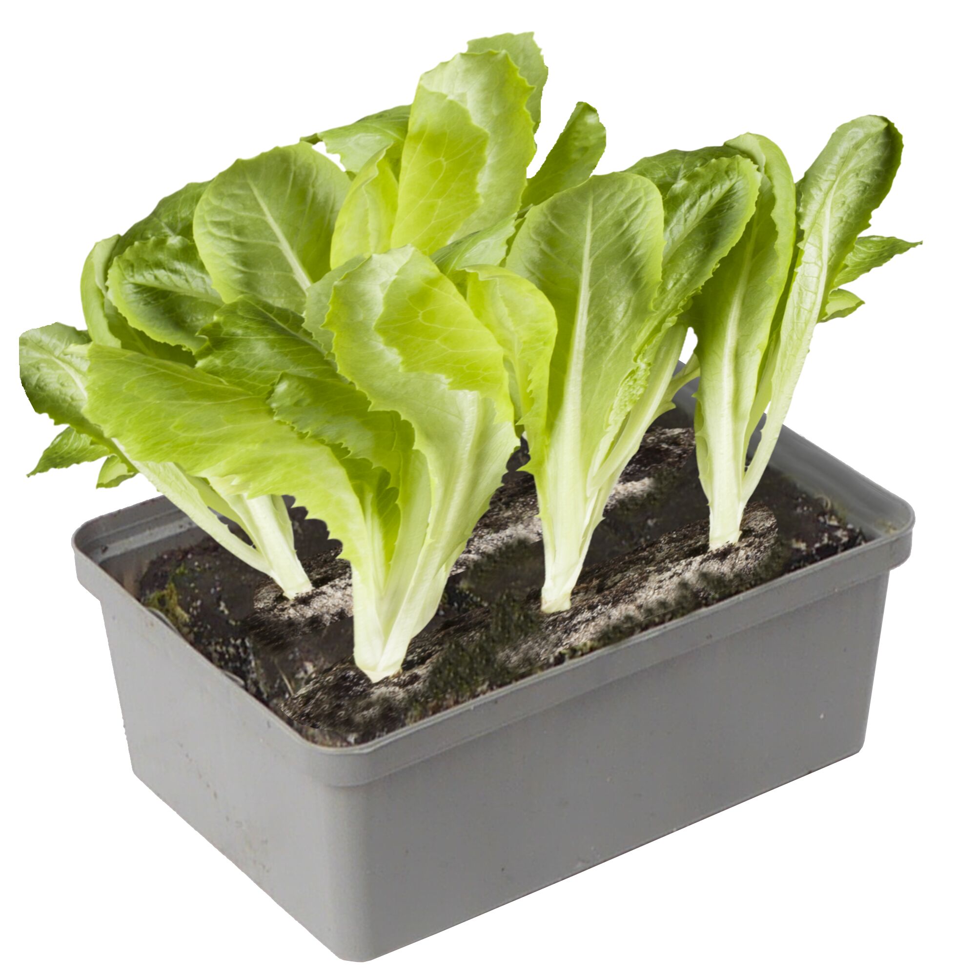 Grüner Batavia-Salat in grauem Kunststoffbehälter