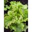 Grüner Batavia Salat
