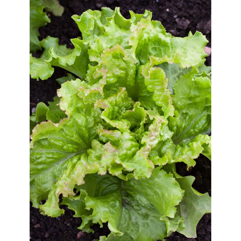 Grüner Batavia Salat