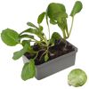 Rosenkohlpflanze im Topf und ein Rosenkohl