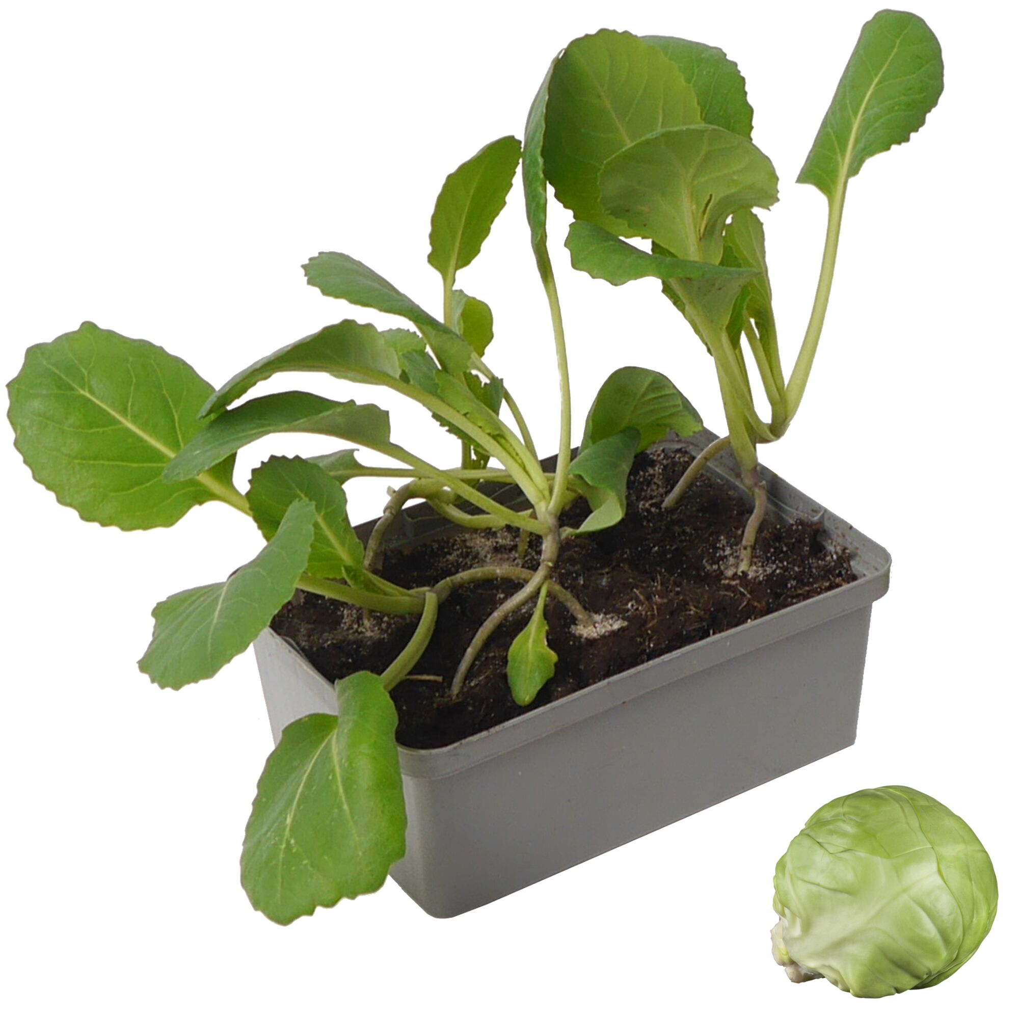 Rosenkohlpflanze im Topf und ein Rosenkohl