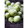 Frische Rosenkohlröschen auf dunkler Erde