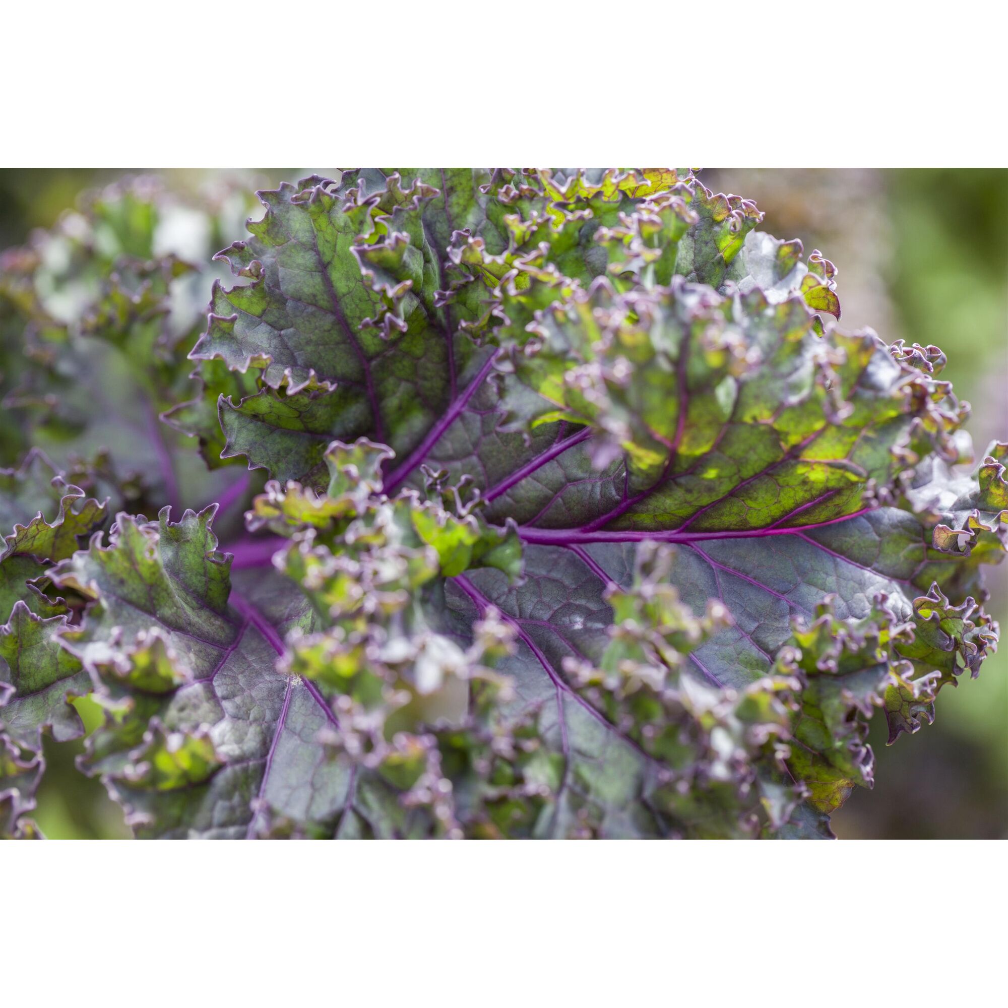 Grünkohlpflanze mit lila Adern