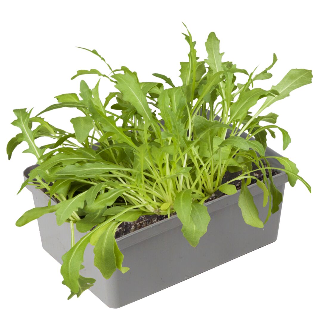 Rucola 6er-Schale