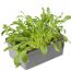 Rucola 6er-Schale