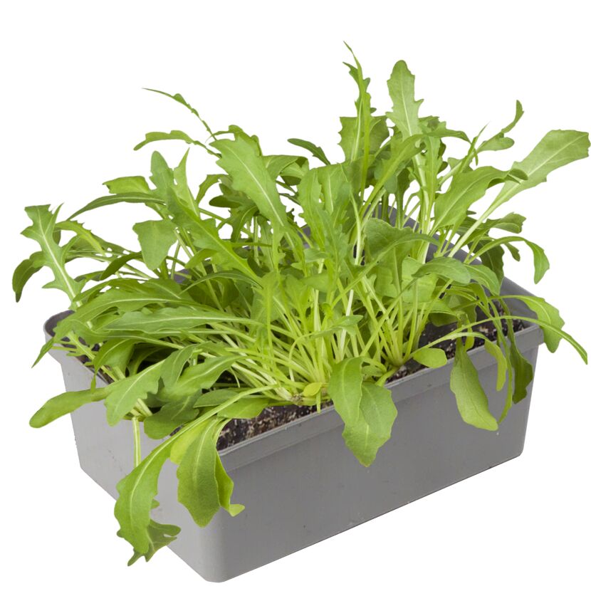 Rucola 6er-Schale