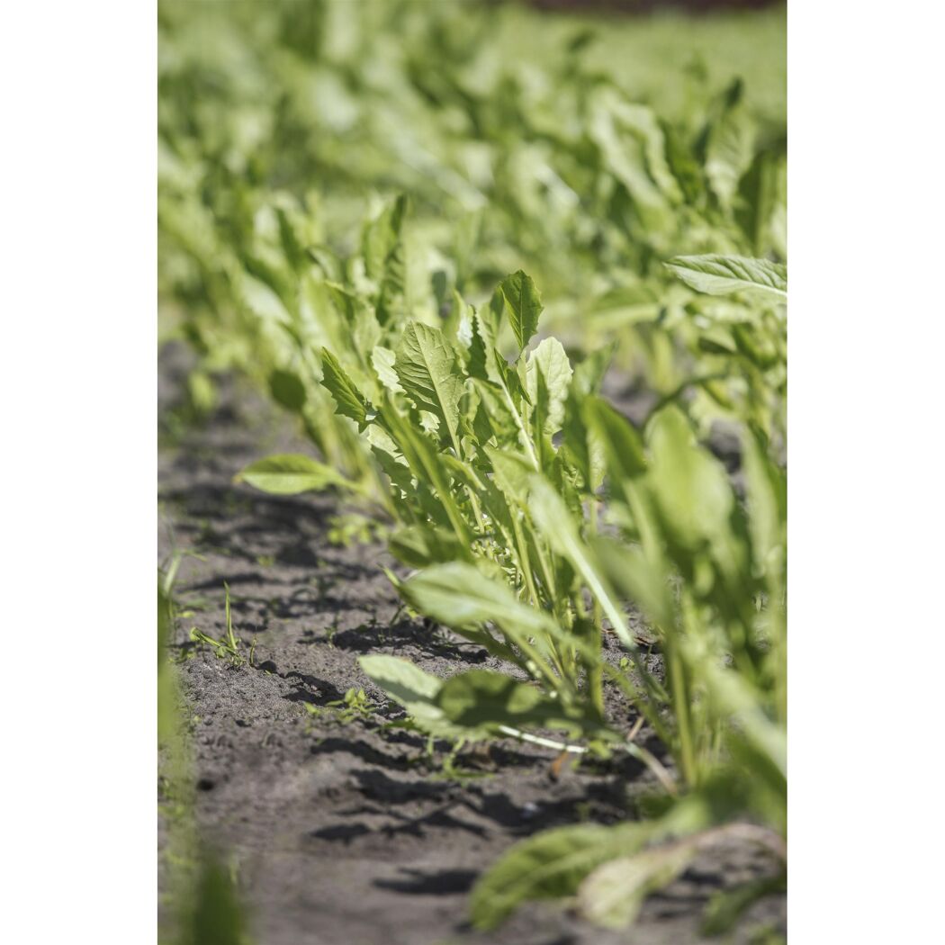 Rucola 6er-Schale