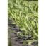 Rucola 6er-Schale