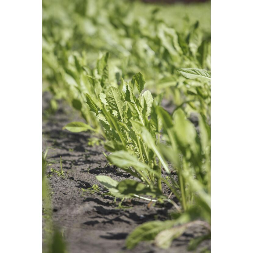 Rucola 6er-Schale