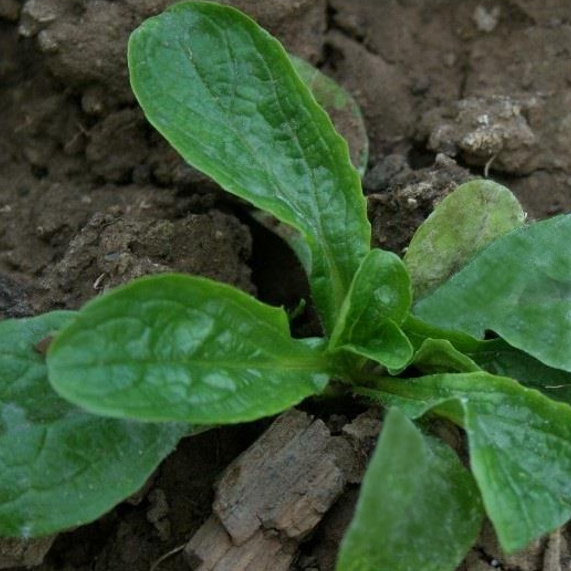 Junge Feldsalatpflanze