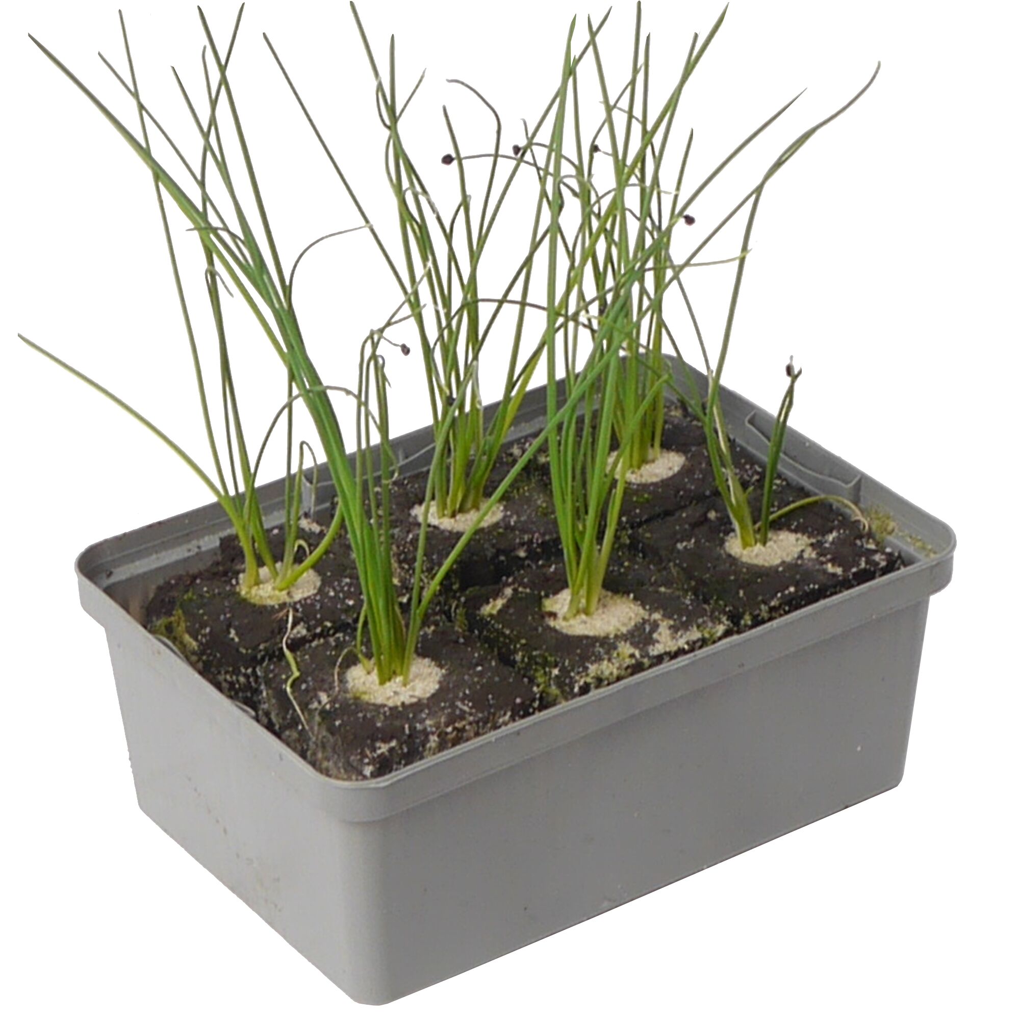 Schnittlauch in einer Anzuchtschale