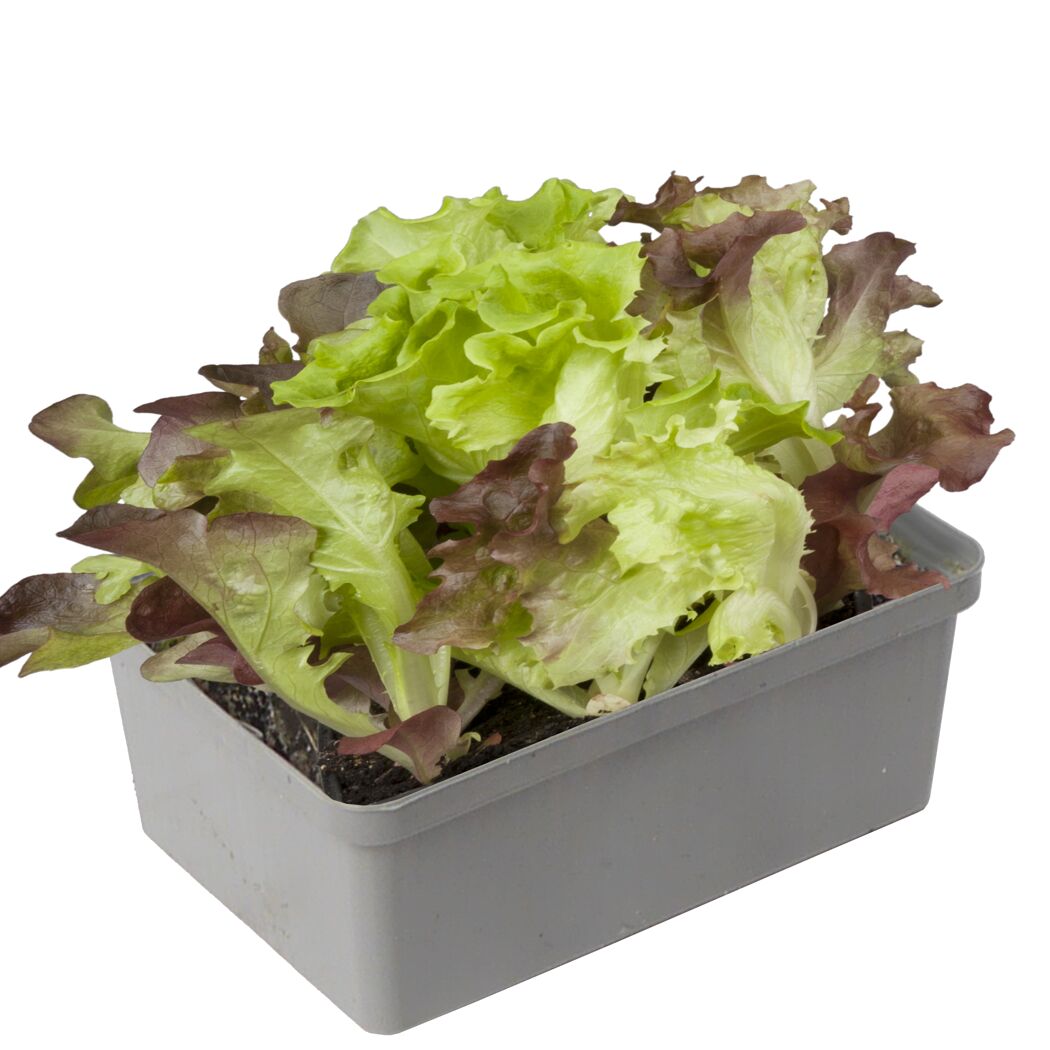 Babyleaf Salat rot-grün im grauen Kunststoffbehälter