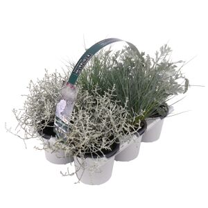 Silbermix 6er-Tray