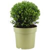 Japanische Stechpalme Kugel Ø 28 cm, 23 cm Topf