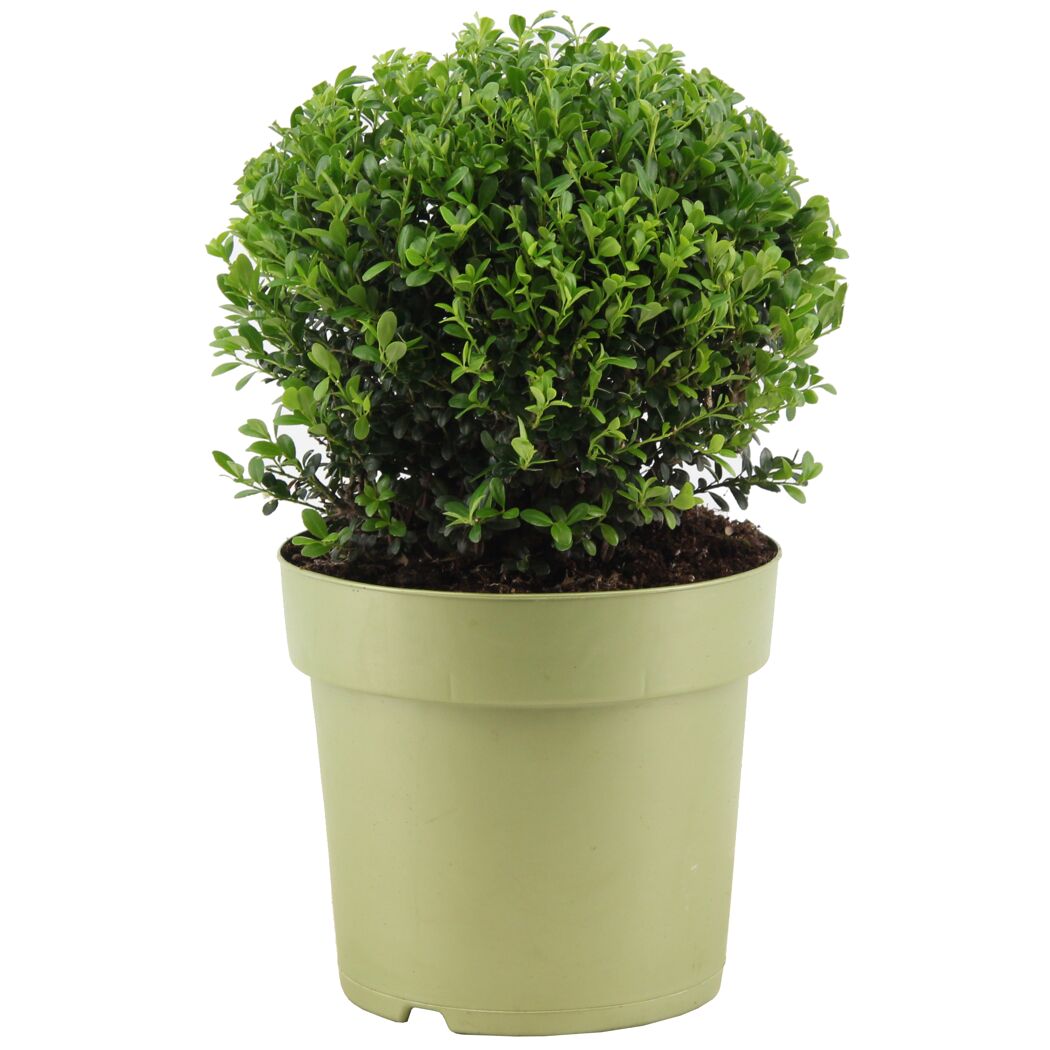 Japanische Stechpalme Kugel Ø 28 cm, 23 cm Topf