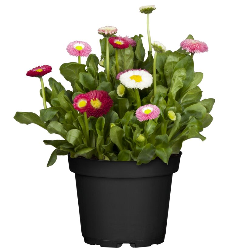 Tausendschön Trio 13 cm Topf