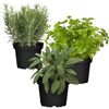 Naturtalent by toom® Bio-Kräuter 'Barbecue' 12 cm Topf, 3er-Set