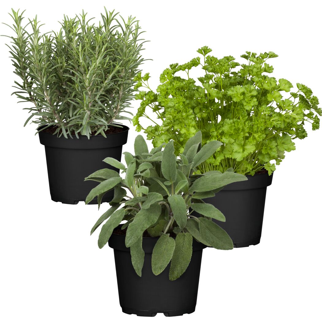 Naturtalent by toom® Bio-Kräuter 'Barbecue' 12 cm Topf, 3er-Set