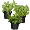 Naturtalent by toom® Bio-Käruter 'Infused Water' 12 cm Topf, 3er-Set