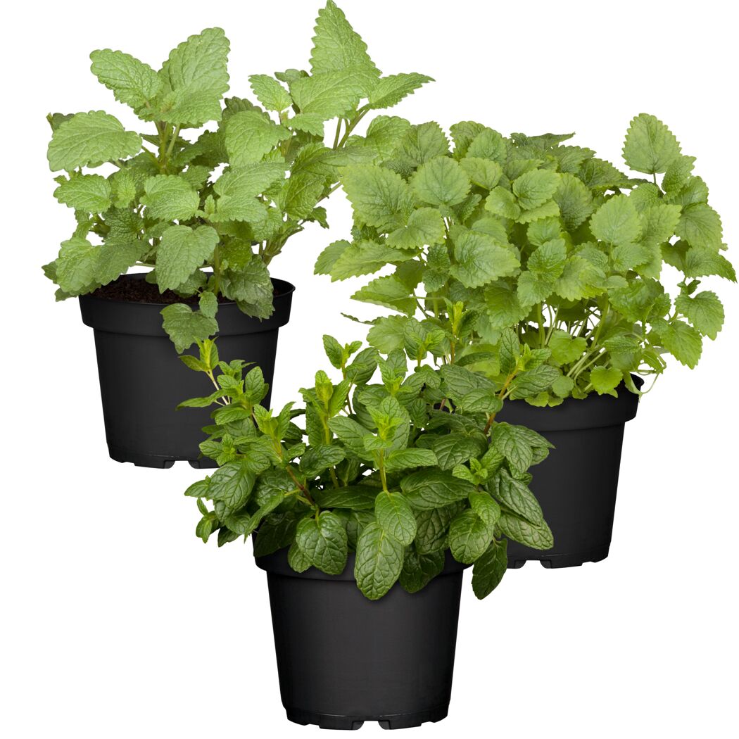 Naturtalent by toom® Bio-Käruter 'Infused Water' 12 cm Topf, 3er-Set