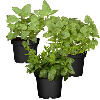 Kräuter & Gemüsepflanzen online bestellen toom Baumarkt