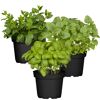 Naturtalent by toom® Bio-Kräuter 'Cocktail' 12 cm Topf, 3er-Set