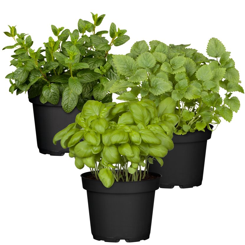 Naturtalent by toom® Bio-Kräuter 'Cocktail' 12 cm Topf, 3er-Set
