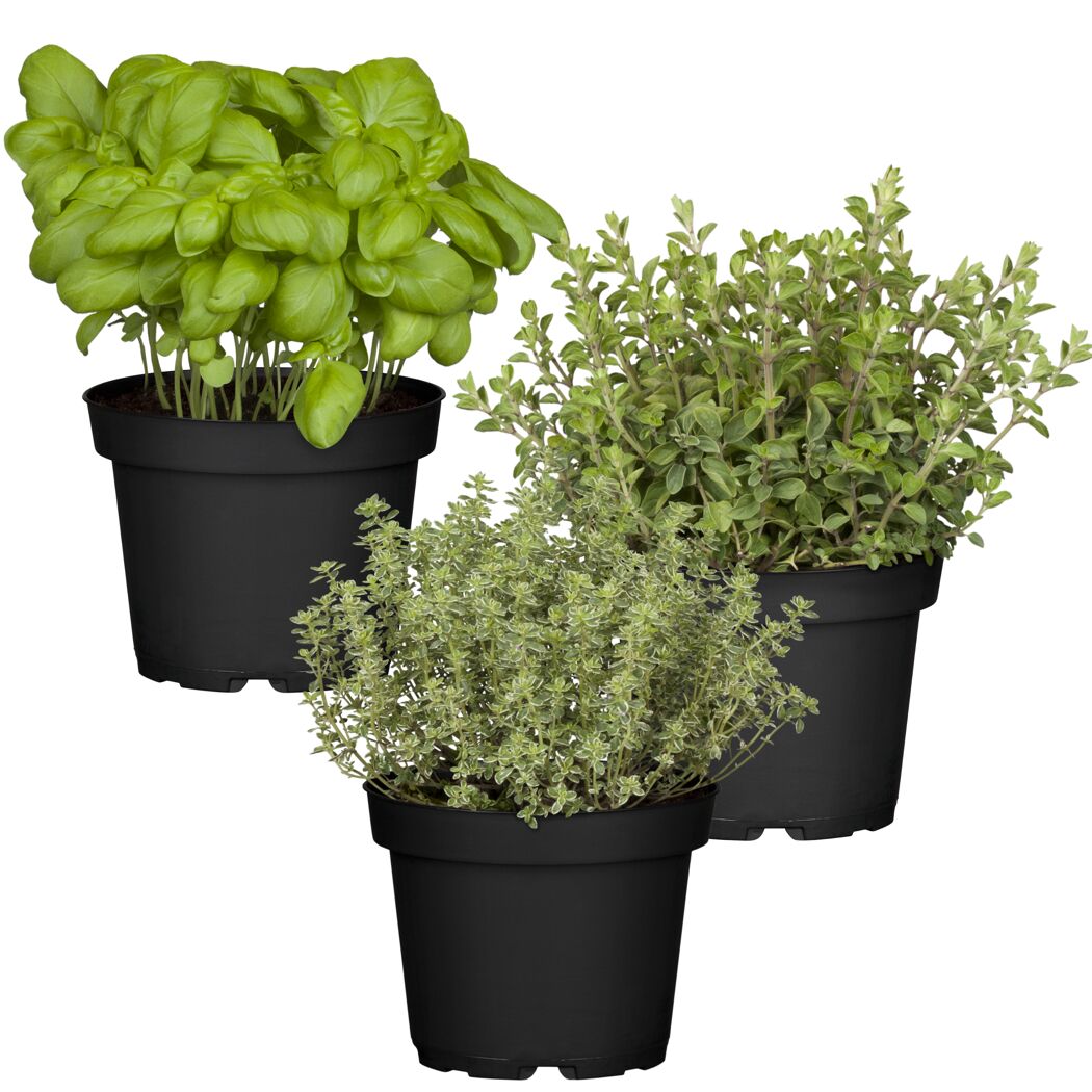 Naturtalent by toom® Bio-Kräuter 'Pizza & Pasta' 12 cm Topf, 3er-Set