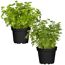 Naturtalent by toom® Bio-Petersilie glatt & kraus 12 cm Topf, 2er-Set