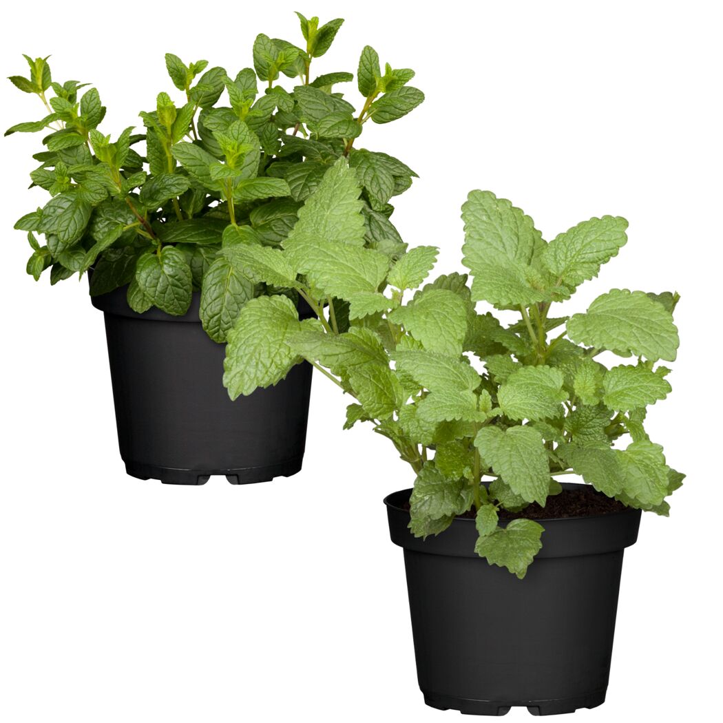Naturtalent by toom® Bio-Pfefferminze & Marokkanische Minze 12 cm Topf, 2er-Set