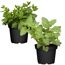 Naturtalent by toom® Bio-Pfefferminze & Marokkanische Minze 12 cm Topf, 2er-Set