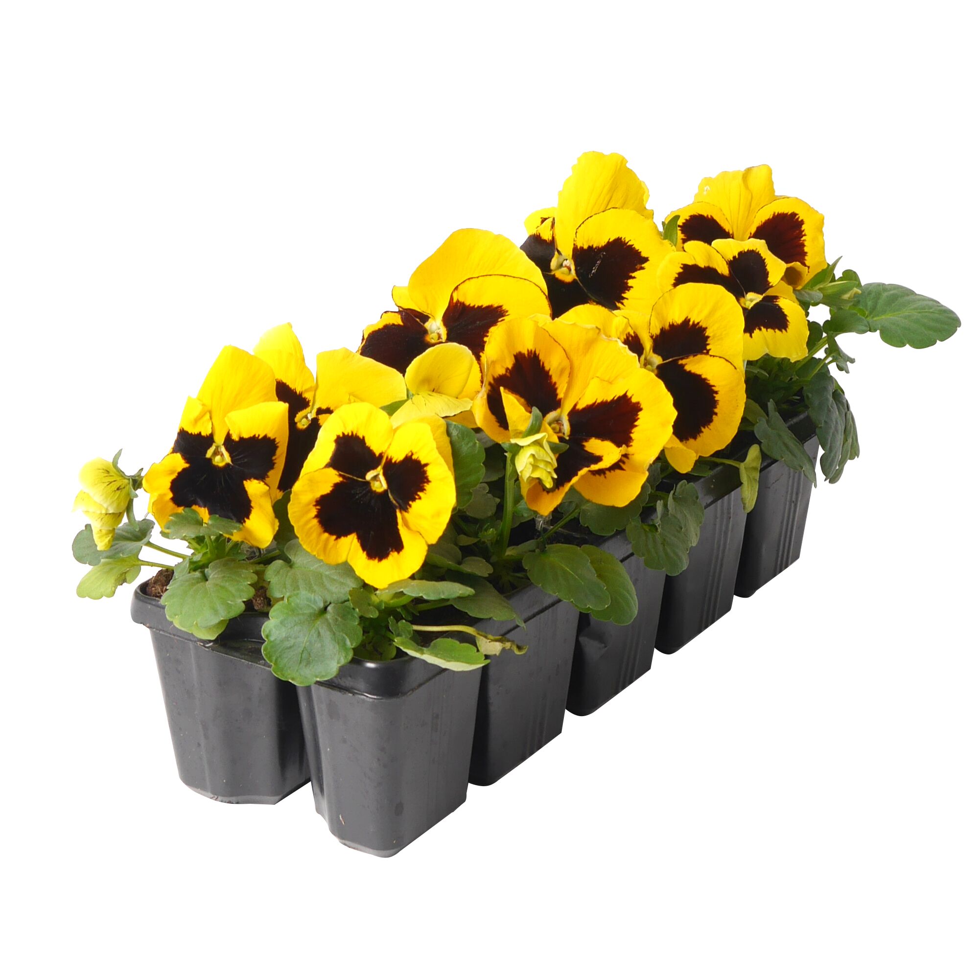 Gelbe Stiefmütterchen in schwarzer Plastikwanne