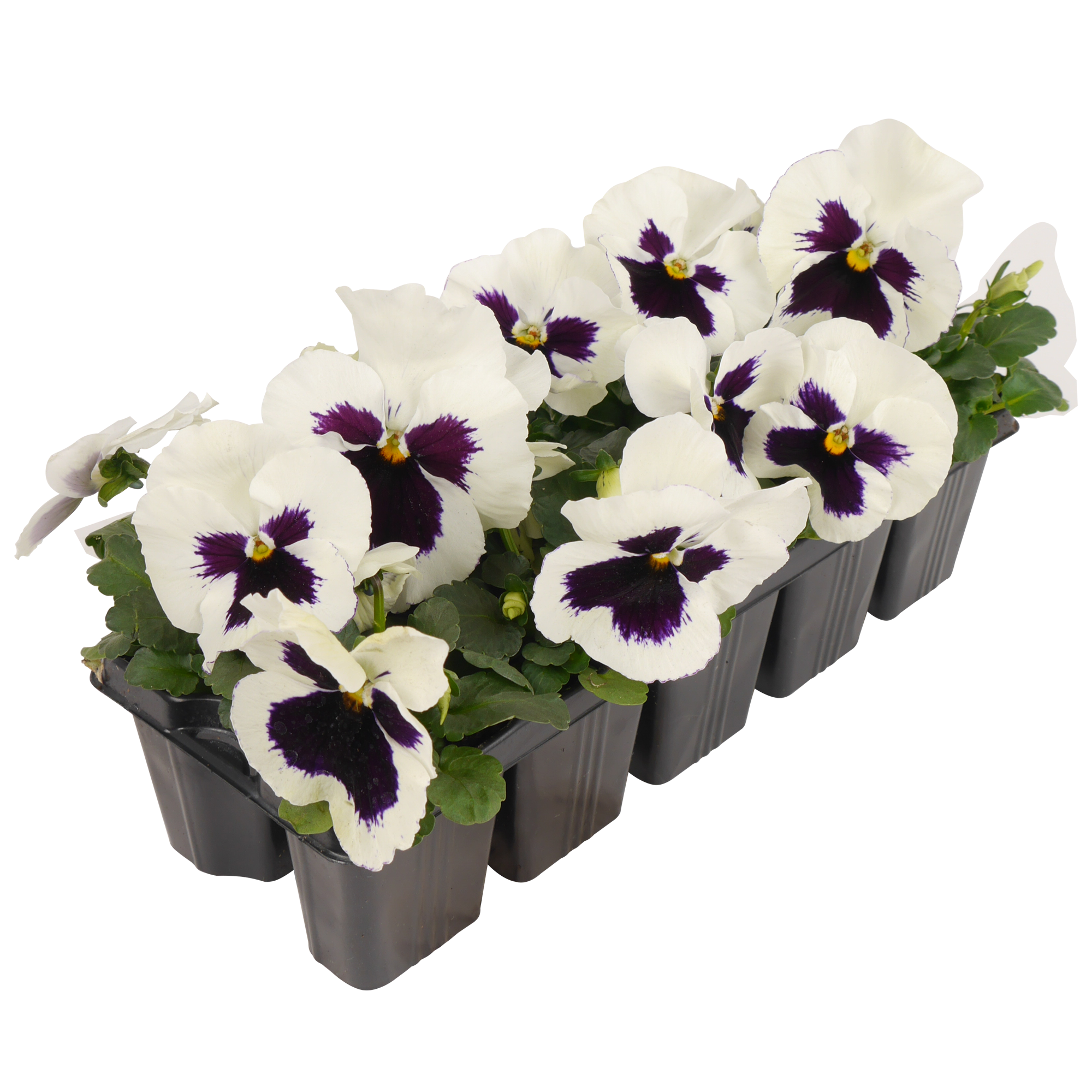 Stiefmütterchen Farbmix 10er-Tray