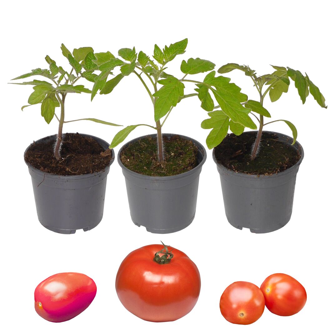Drei Tomatensetzlinge und drei Tomaten