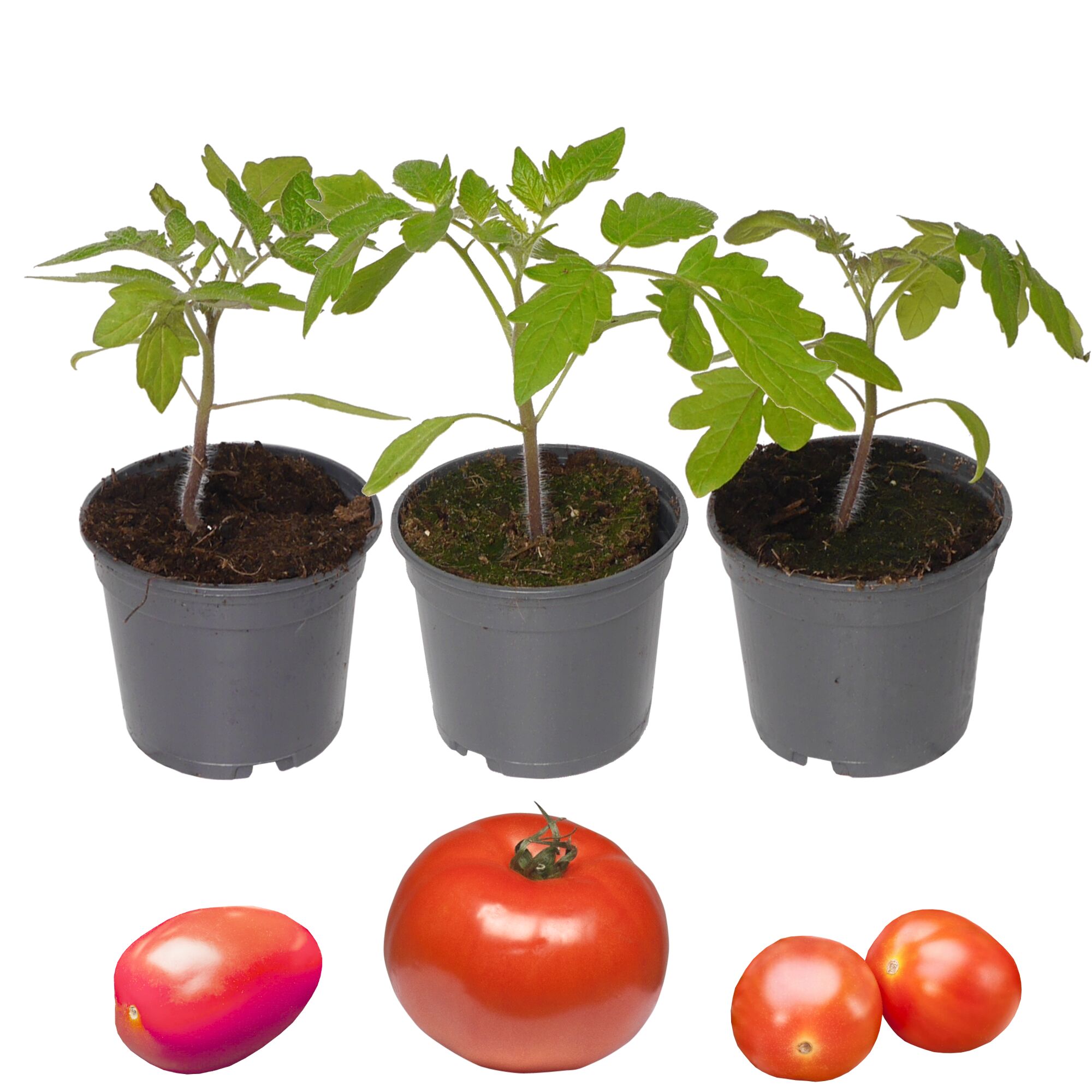 Drei Tomatensetzlinge und drei Tomaten