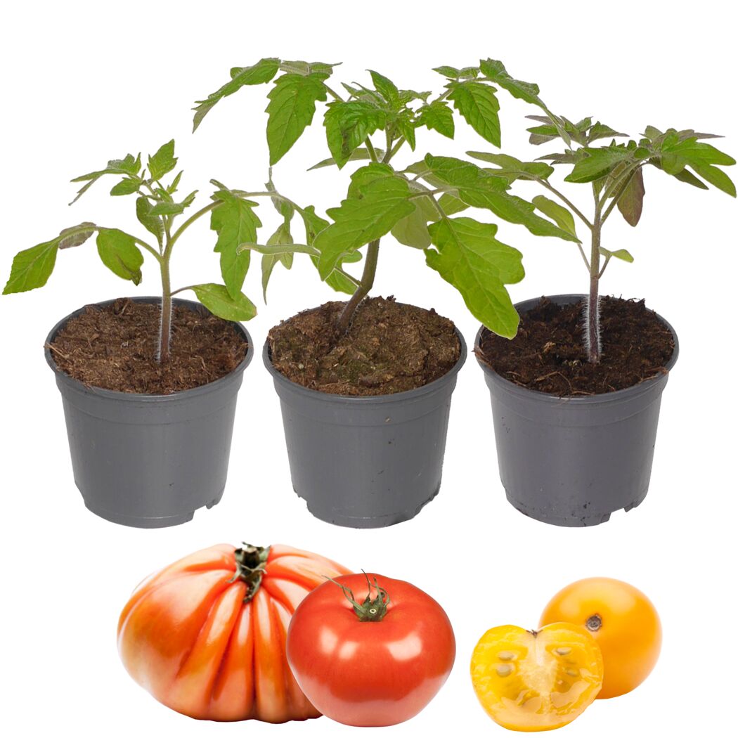 Tomaten-Mix 'Nr.2' 9 cm Topf, 3er-Set