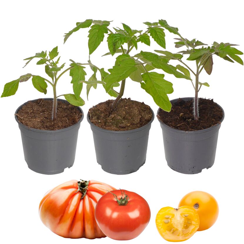 Tomaten-Mix 'Nr.2' 9 cm Topf, 3er-Set