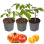 Verkleinertes Bild von Tomaten-Mix 'Nr.2' 9 cm Topf, 3er-Set