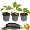 Gemüse-Mix 9 cm Topf, 3er-Set