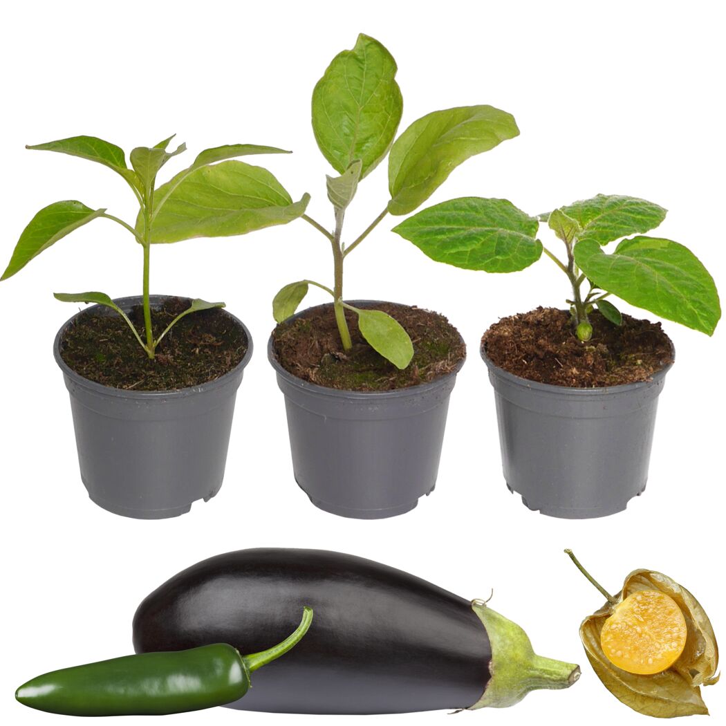 Gemüse-Mix 9 cm Topf, 3er-Set