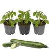 Gurken-Mix 9 cm Topf, 3er-Set