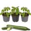 Gurken-Mix 9 cm Topf, 3er-Set