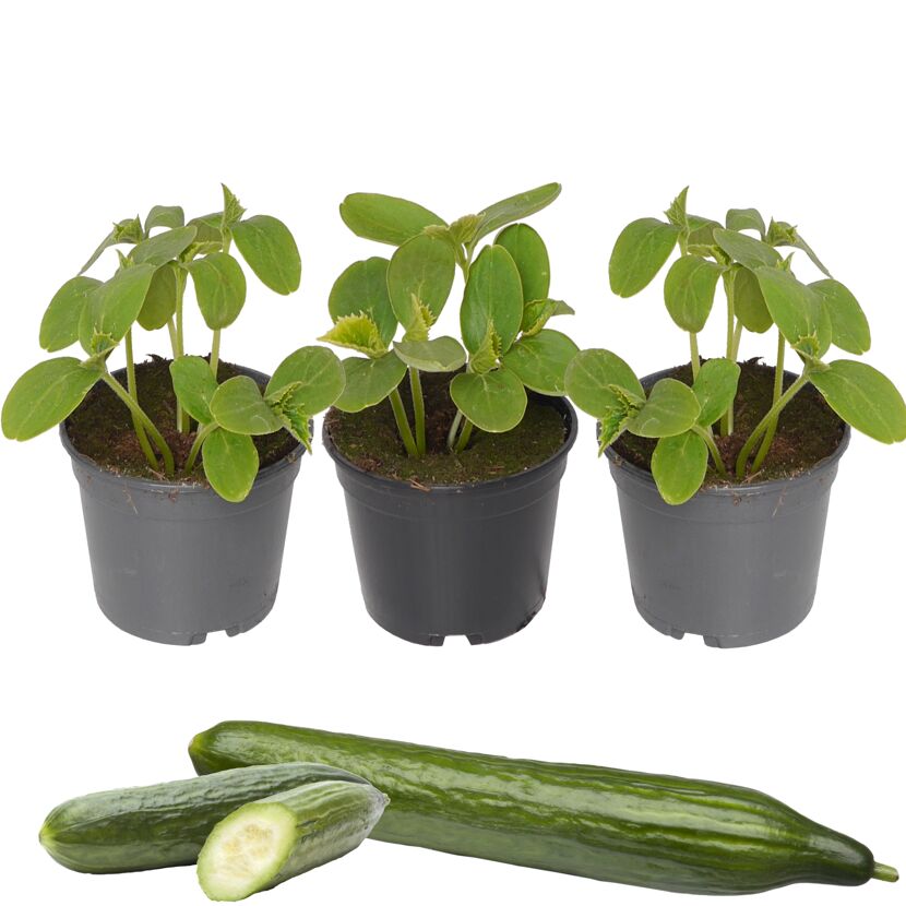 Gurken-Mix 9 cm Topf, 3er-Set