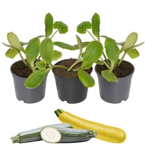 Zucchini-Mix grün, gelb 9 cm Topf, 3er-Set