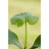 Zucchini-Mix grün, gelb 9 cm Topf, 3er-Set