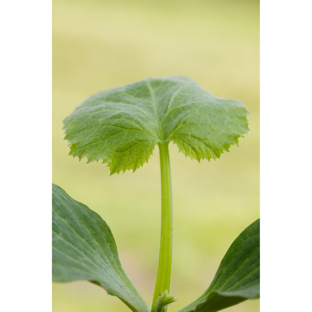 Zucchini-Mix grün, gelb 9 cm Topf, 3er-Set