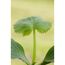 Zucchini-Mix grün, gelb 9 cm Topf, 3er-Set
